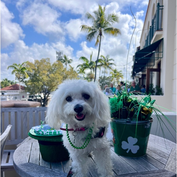 Meet your Posher, Patti - Picture 2 of 2